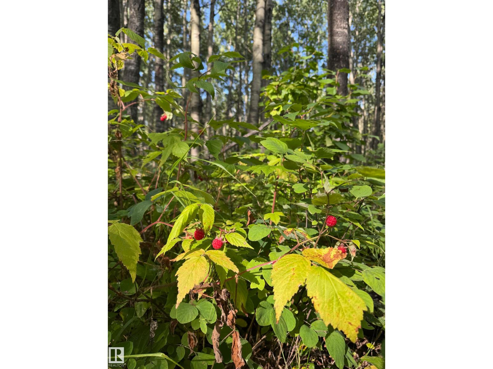 On Twp Rd 505, Rural Brazeau County, Alberta  T7A 1S4 - Photo 24 - E4459876