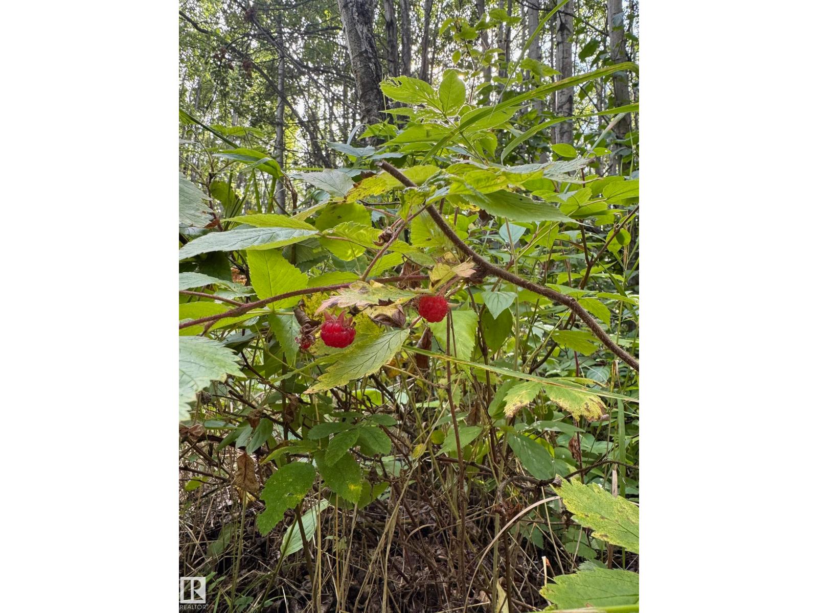 On Twp Rd 505, Rural Brazeau County, Alberta  T7A 1S4 - Photo 30 - E4459875