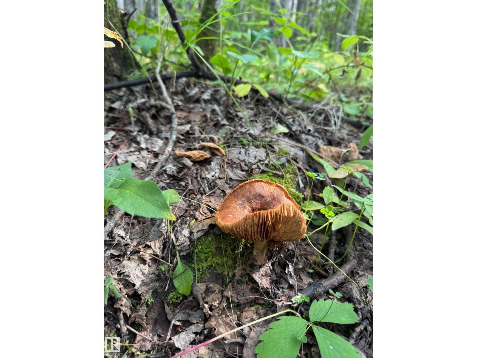 On Twp Rd 505, Rural Brazeau County, Alberta  T7A 1S4 - Photo 27 - E4459875