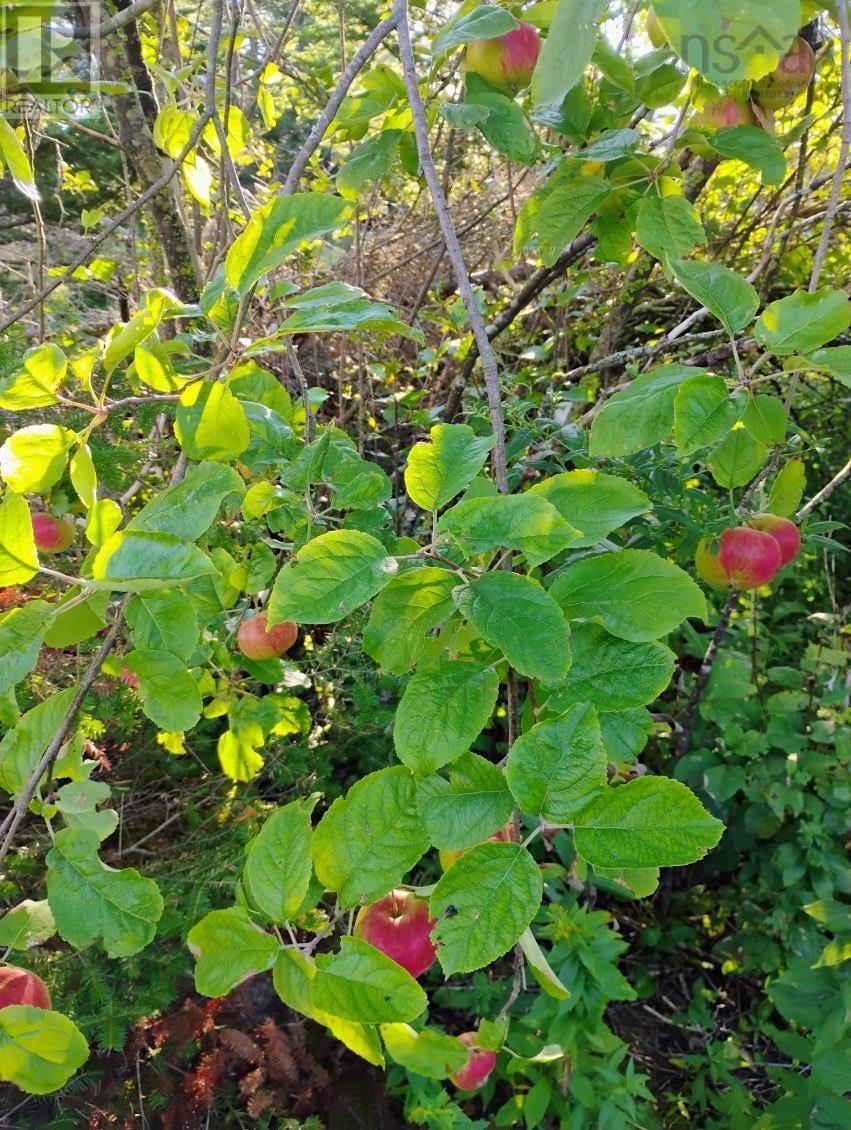 Acreage Highway No 7, Harrigan Cove, Nova Scotia  B0J 2K0 - Photo 13 - 202526692