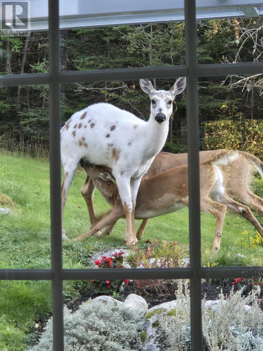8979 Peggys Cove Road, Indian Harbour, Nova Scotia  B3Z 3P2 - Photo 40 - 202524676