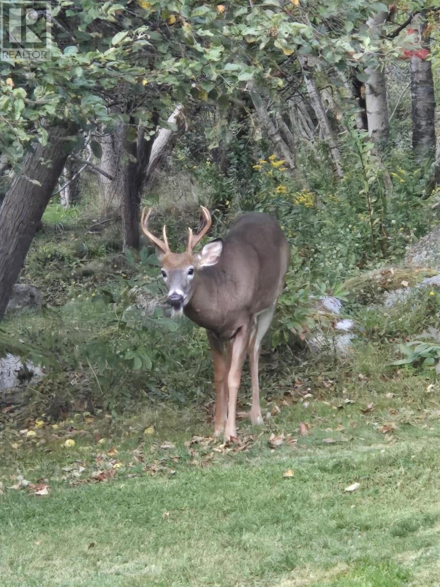8979 Peggys Cove Road, Indian Harbour, Nova Scotia  B3Z 3P2 - Photo 43 - 202524676