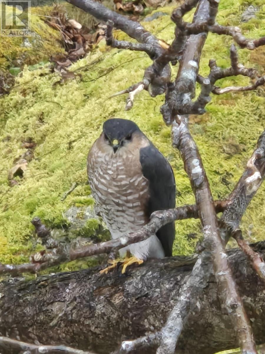 8979 Peggys Cove Road, Indian Harbour, Nova Scotia  B3Z 3P2 - Photo 44 - 202524676