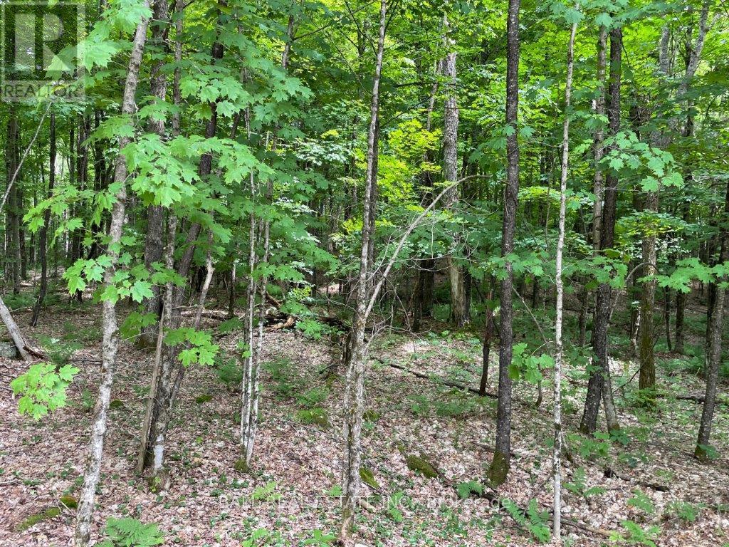 1350 Haliburton Lake Rd, Dysart Et Al (Dysart), Ontario  K0M 1S0 - Photo 13 - X12508922