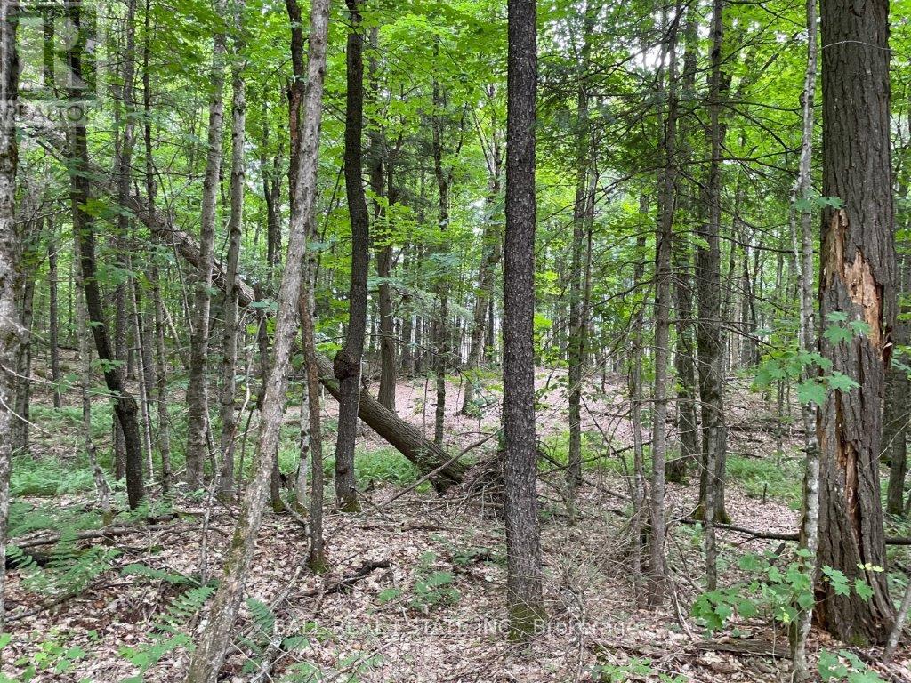 1350 Haliburton Lake Rd, Dysart Et Al (Dysart), Ontario  K0M 1S0 - Photo 3 - X12508922