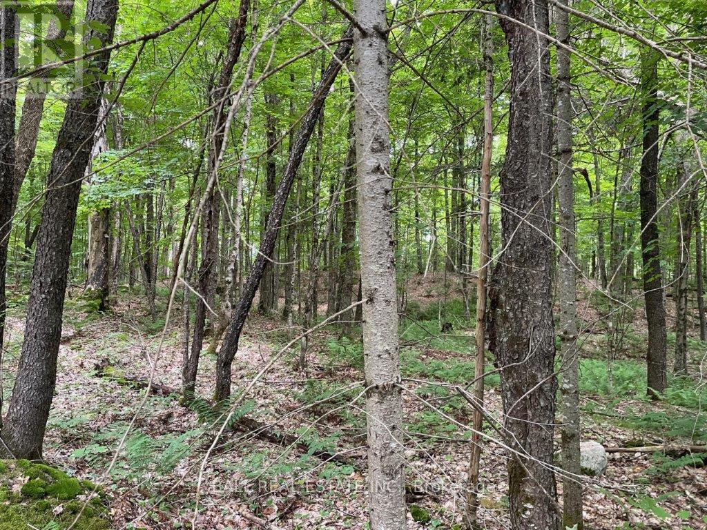 1350 Haliburton Lake Rd, Dysart Et Al (Dysart), Ontario  K0M 1S0 - Photo 4 - X12508922