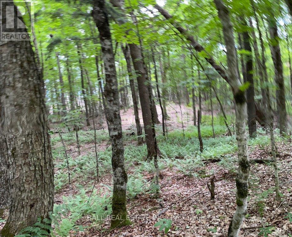 1350 Haliburton Lake Rd, Dysart Et Al (Dysart), Ontario  K0M 1S0 - Photo 5 - X12508922