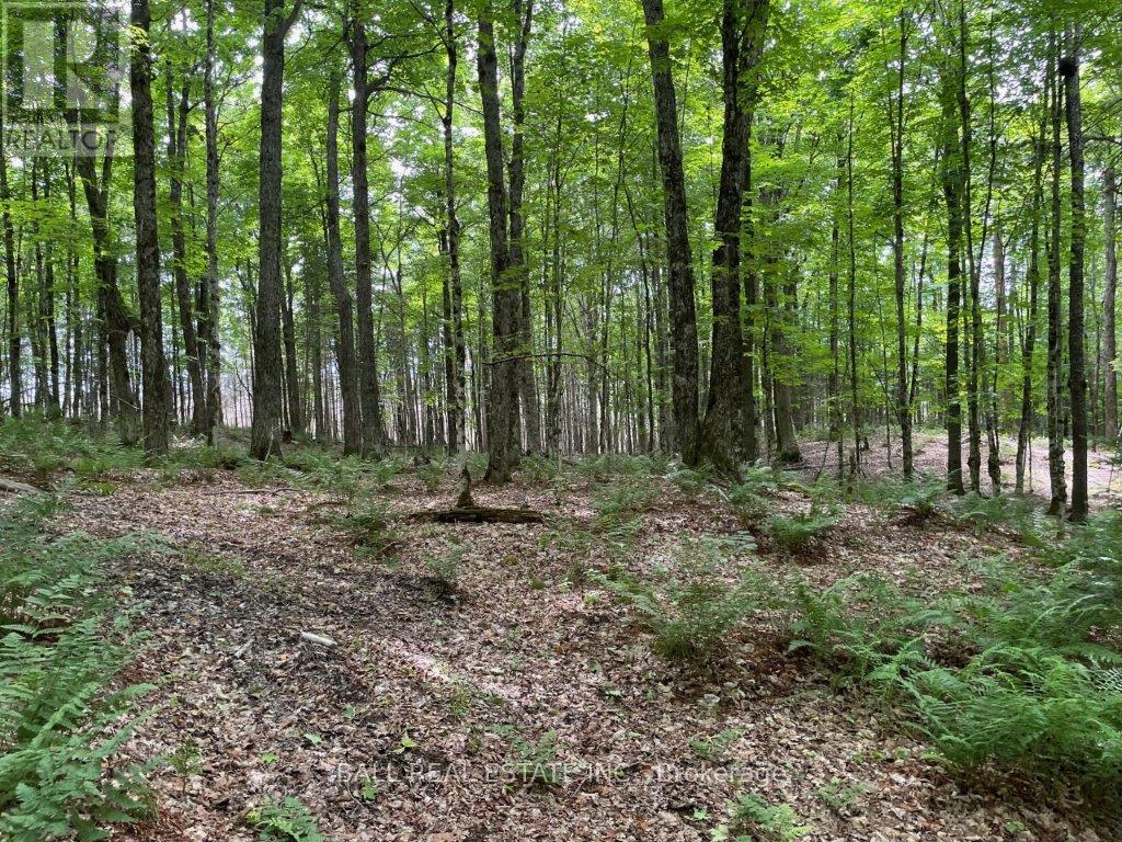 1350 Haliburton Lake Rd, Dysart Et Al (Dysart), Ontario  K0M 1S0 - Photo 6 - X12508922