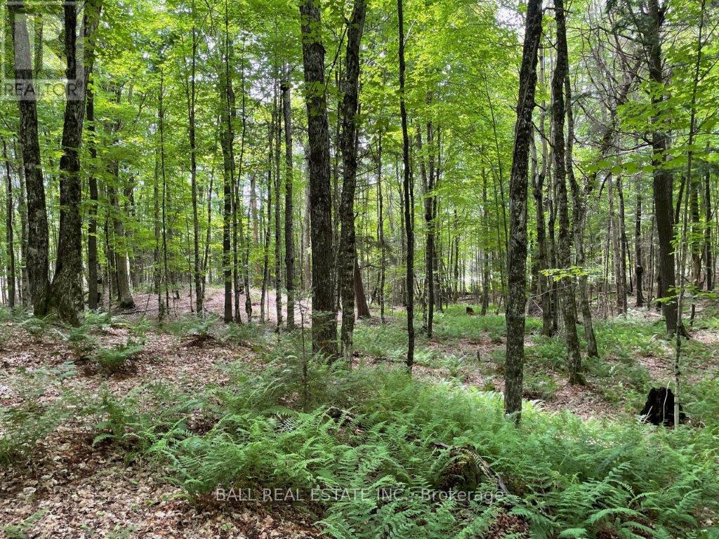 1350 Haliburton Lake Rd, Dysart Et Al (Dysart), Ontario  K0M 1S0 - Photo 7 - X12508922