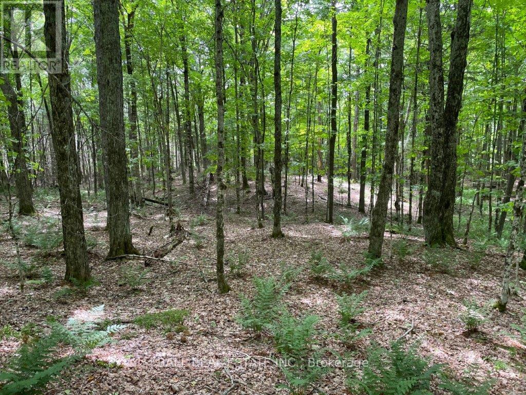 1350 Haliburton Lake Rd, Dysart Et Al (Dysart), Ontario  K0M 1S0 - Photo 8 - X12508922