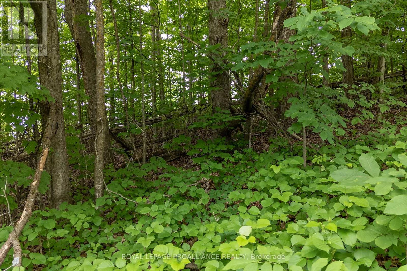 5035 Blessington Road, Tyendinaga (Tyendinaga Township), Ontario  K0K 2N0 - Photo 10 - X12509568