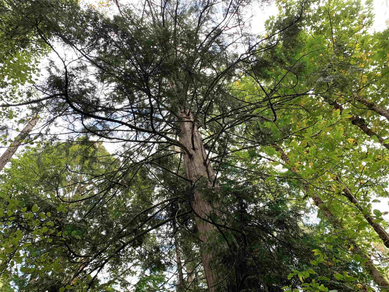 29933 Anderson Avenue, Mission, British Columbia  V4S 1H9 - Photo 14 - R3056256