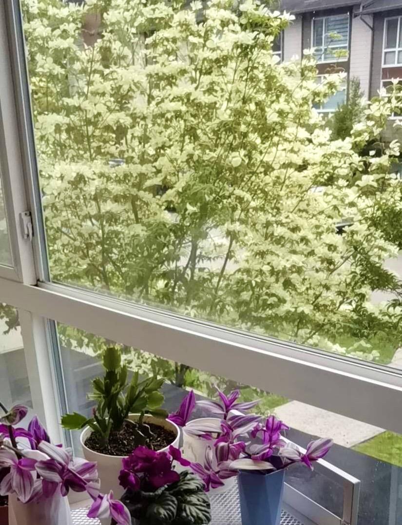 79 16222 23a Avenue, Surrey, British Columbia  V3Z 6P4 - Photo 19 - R2959801