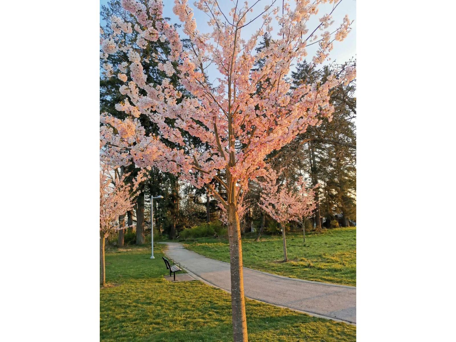 79 16222 23a Avenue, Surrey, British Columbia  V3Z 6P4 - Photo 25 - R2959801