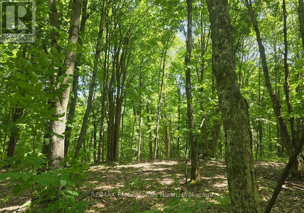 1134 Walkers Line Road, Algonquin Highlands, Ontario  K0M 1S0 - Photo 12 - X12507824