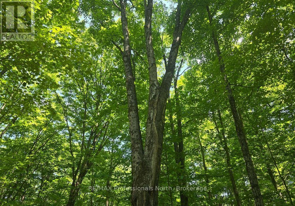 1134 Walkers Line Road, Algonquin Highlands, Ontario  K0M 1S0 - Photo 11 - X12507824