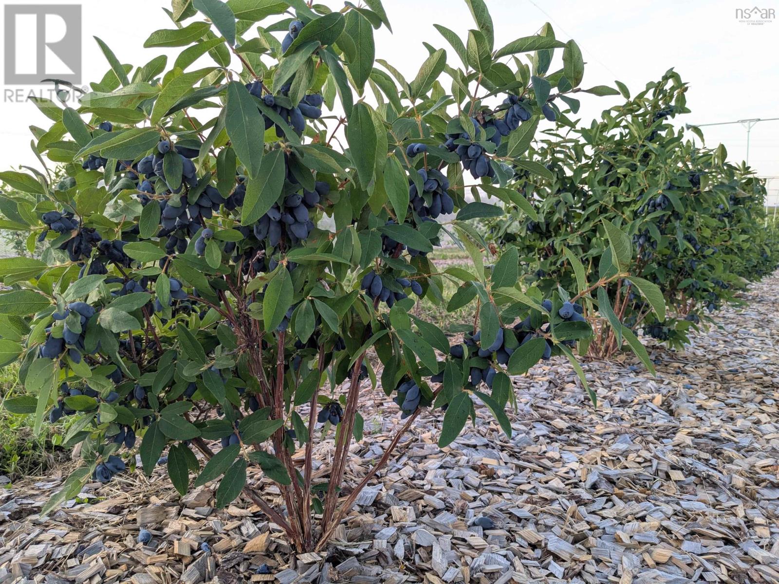 28 Mines Road, Upper Falmouth, Nova Scotia  B0P 1L0 - Photo 12 - 202517727