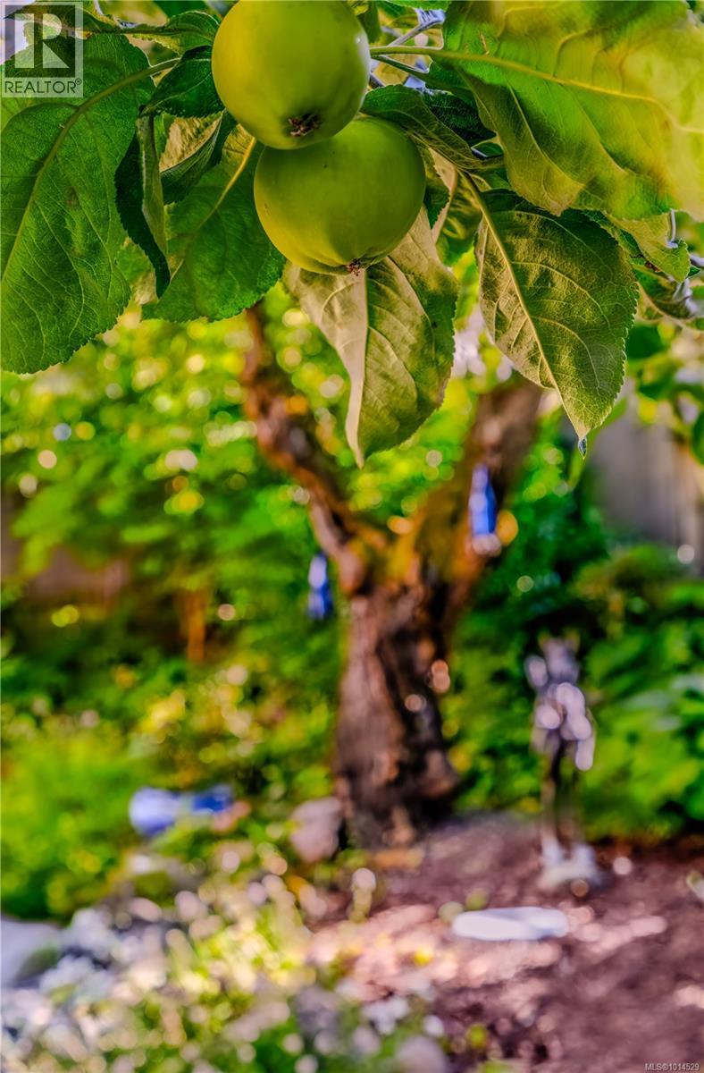 377 Milton St, Nanaimo, British Columbia V9R 2K8 - Photo 93 - 1014529