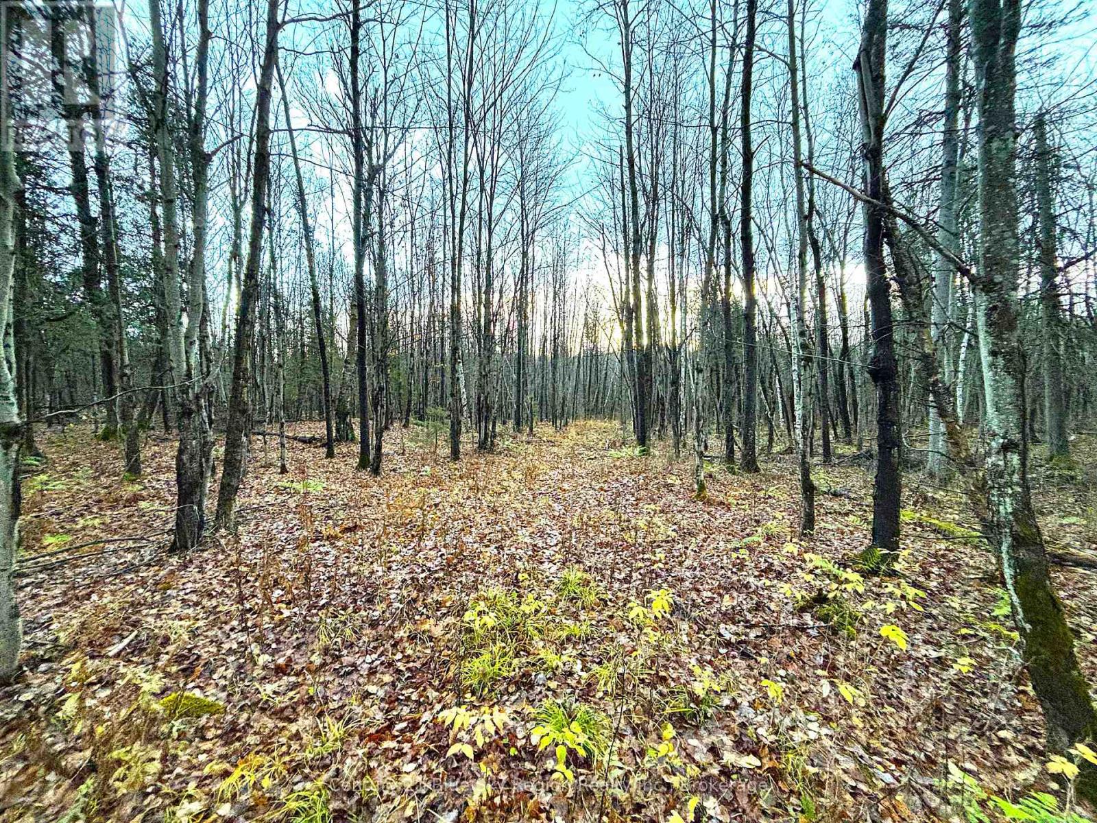 167-179 Lake Nosbonsing Road, Callander, Ontario  P0H 1H0 - Photo 25 - X12516170