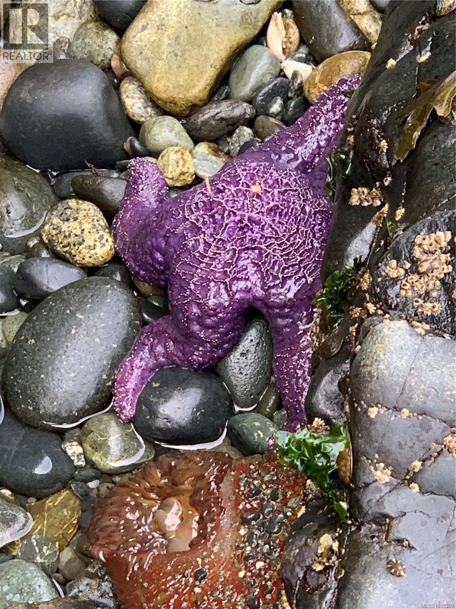 7210 Sea Cliff Rd, Sooke, British Columbia  V9Z 1A8 - Photo 68 - 1018580