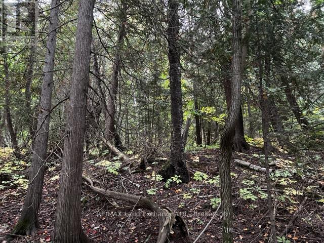 2 Shore Road, Saugeen Shores, Ontario  N0H 2L0 - Photo 11 - X12518498