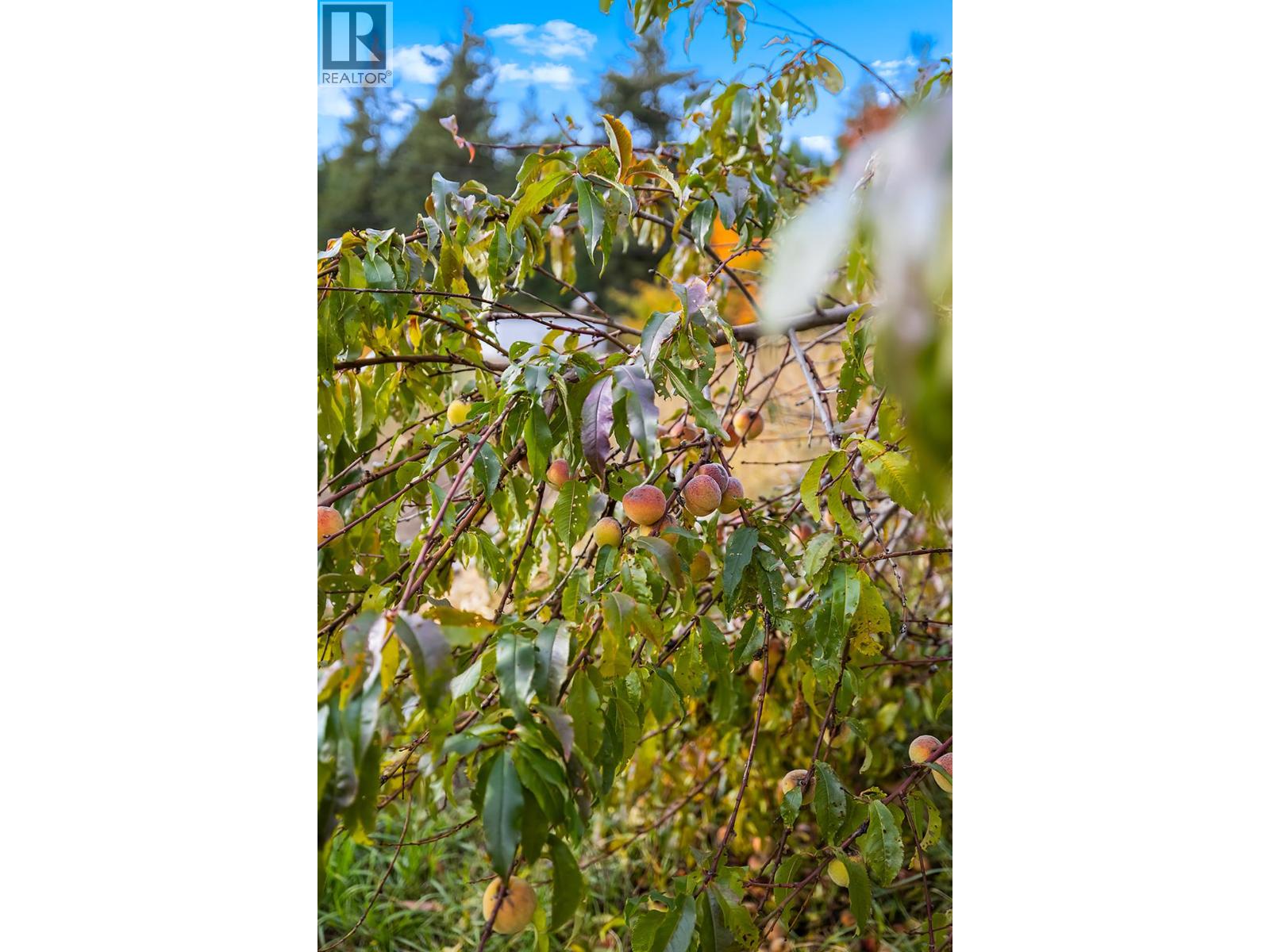 911 32nd Avenue S, Erickson, British Columbia  V0B 1G1 - Photo 5 - 10367553