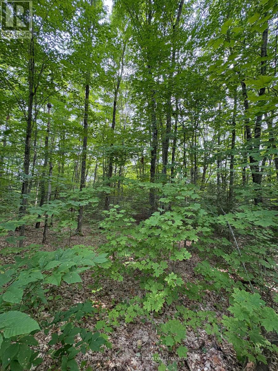 Lot 11 Millie's Way, Armour, Ontario P0A 1C0 - Photo 5 - X12521764