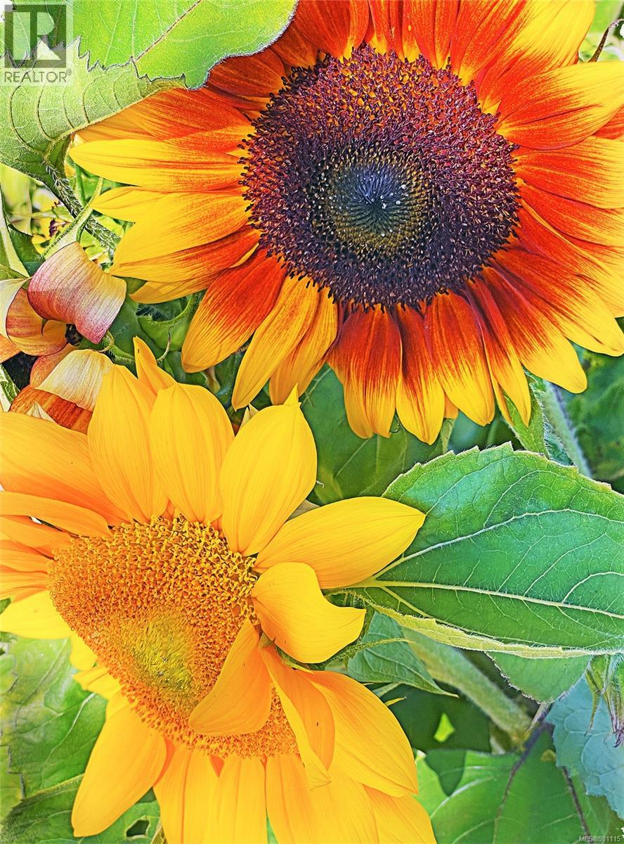 2974 Haslam Rd, Nanaimo, British Columbia V9X 1T1 - Photo 79 - 981115