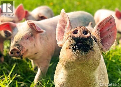 2974 Haslam Rd, Nanaimo, British Columbia V9X 1T1 - Photo 92 - 981115