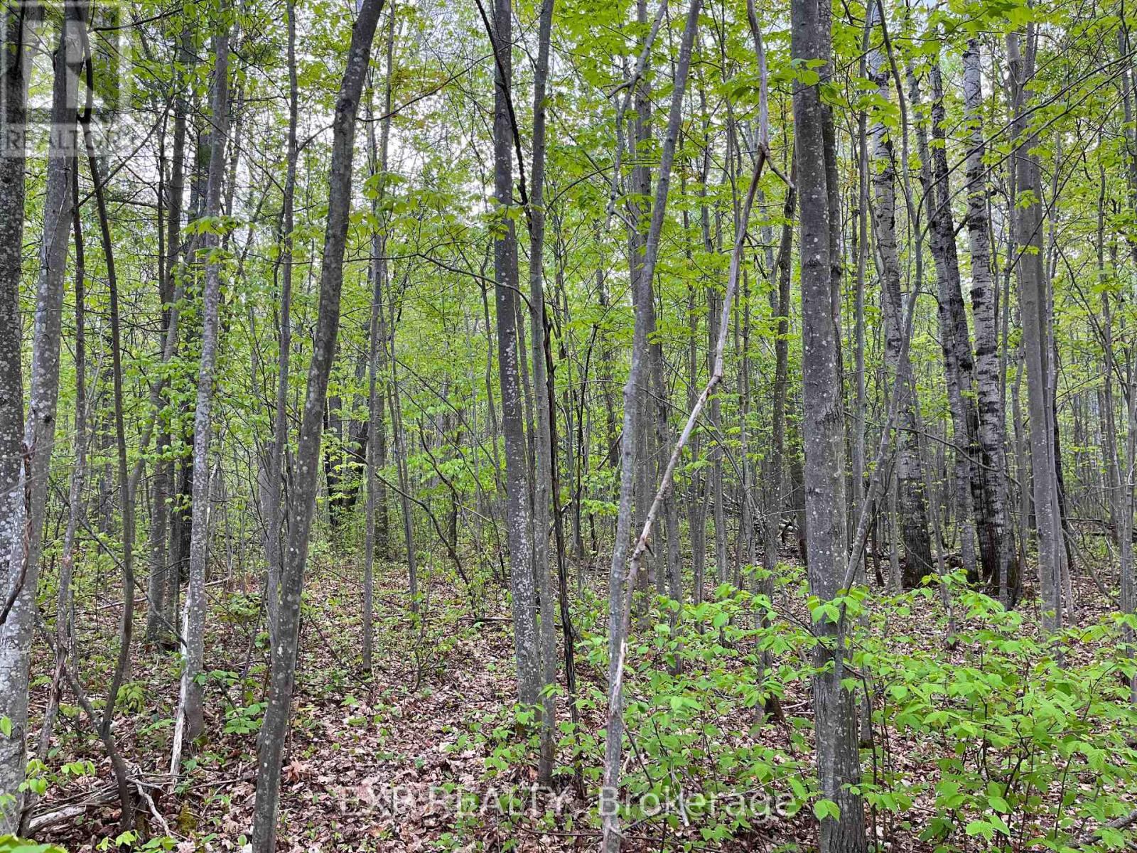 Lot 9 Casson Trail, Madawaska Valley, Ontario  K0J 1B0 - Photo 7 - X12522740