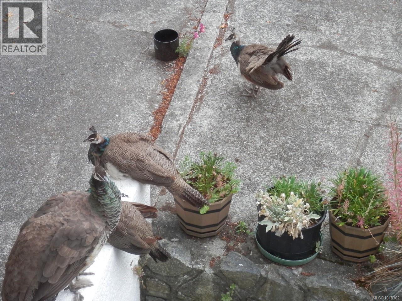 305 Linden Ave, Victoria, British Columbia  V8V 4E8 - Photo 40 - 1018362