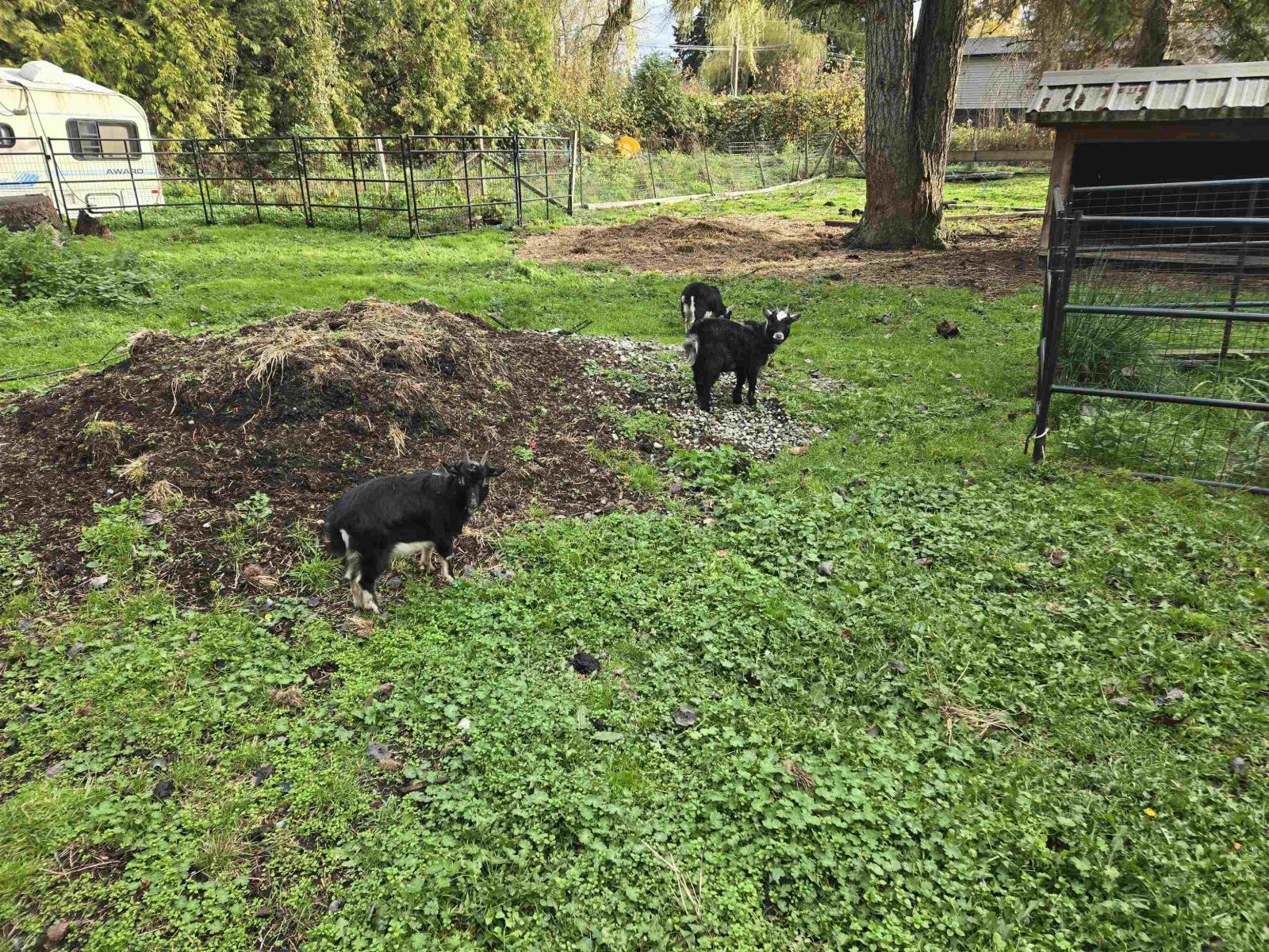 2617 208 Street, Langley, British Columbia  V2Z 2B1 - Photo 10 - R3065595