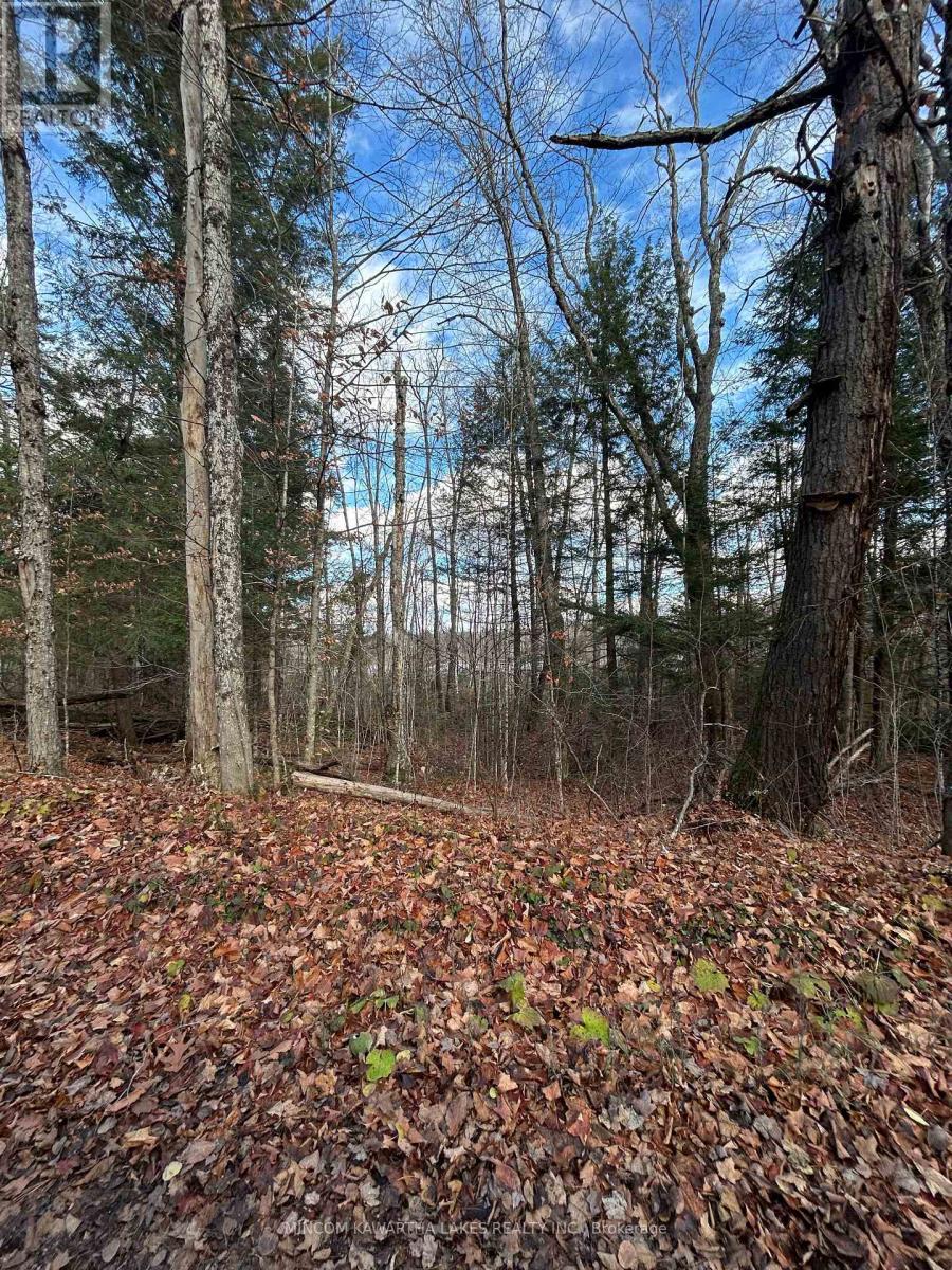 0 Mill Lake Road, North Kawartha, Ontario  K0L 1A0 - Photo 15 - X12523402