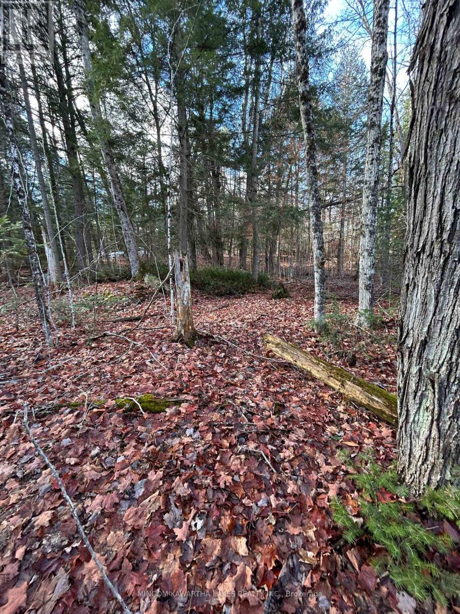 0 Mill Lake Road, North Kawartha, Ontario  K0L 1A0 - Photo 2 - X12523402