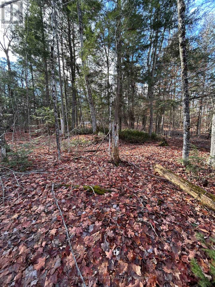 0 Mill Lake Road, North Kawartha, Ontario  K0L 1A0 - Photo 3 - X12523402