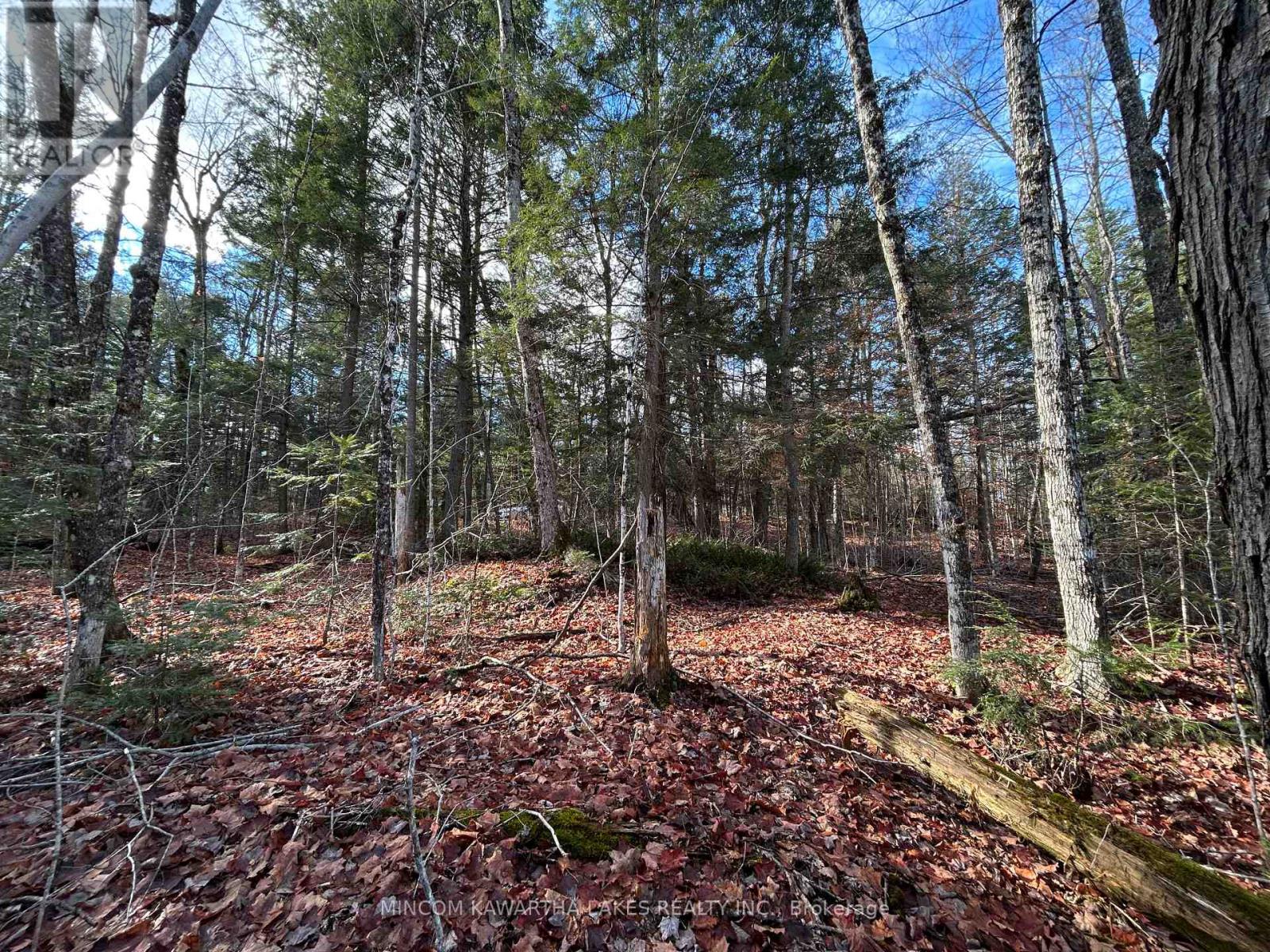 0 Mill Lake Road, North Kawartha, Ontario  K0L 1A0 - Photo 4 - X12523402