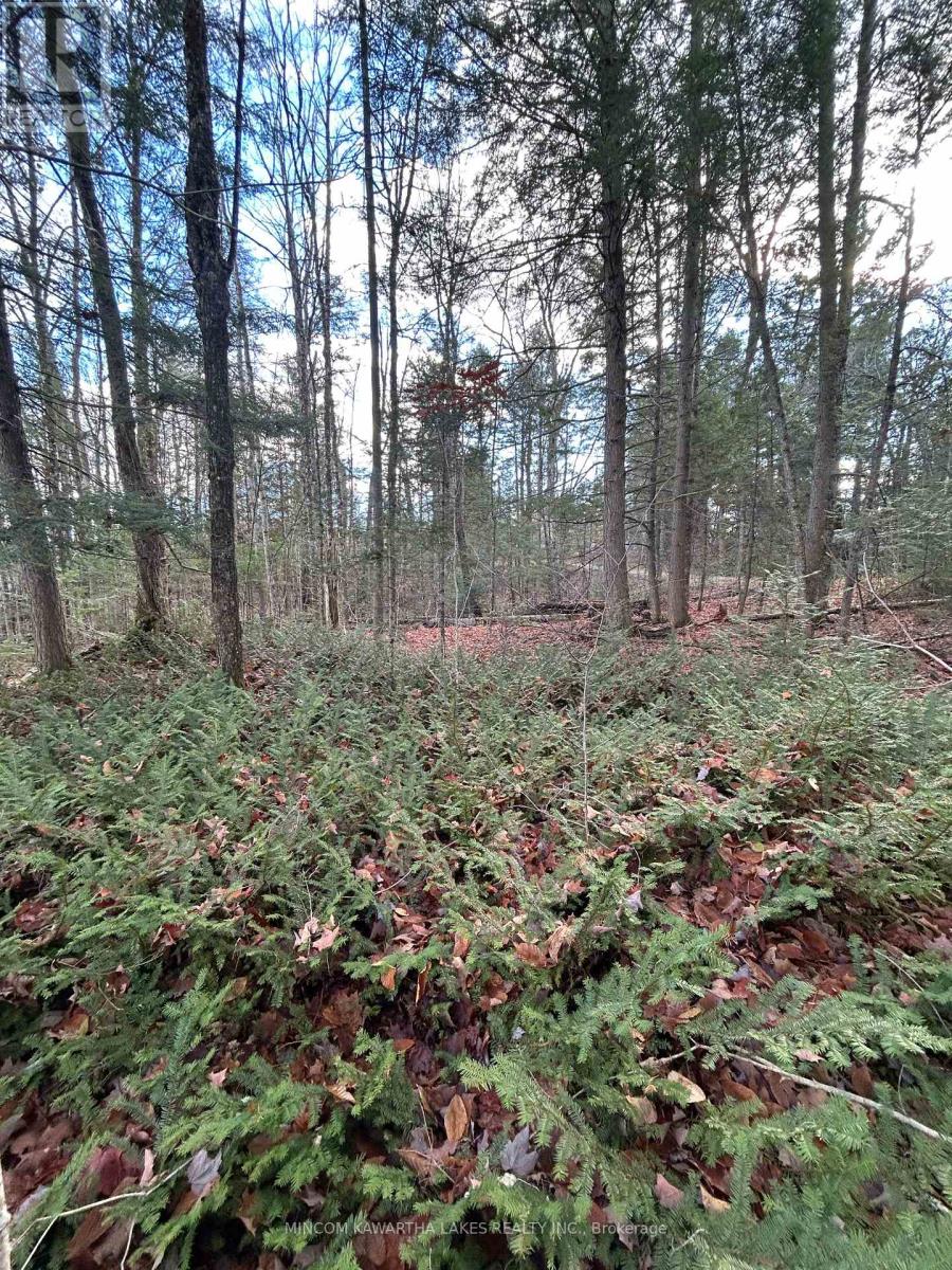 0 Mill Lake Road, North Kawartha, Ontario  K0L 1A0 - Photo 5 - X12523402