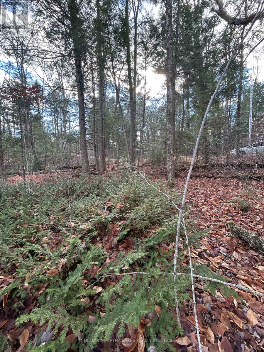 0 Mill Lake Road, North Kawartha, Ontario  K0L 1A0 - Photo 6 - X12523402