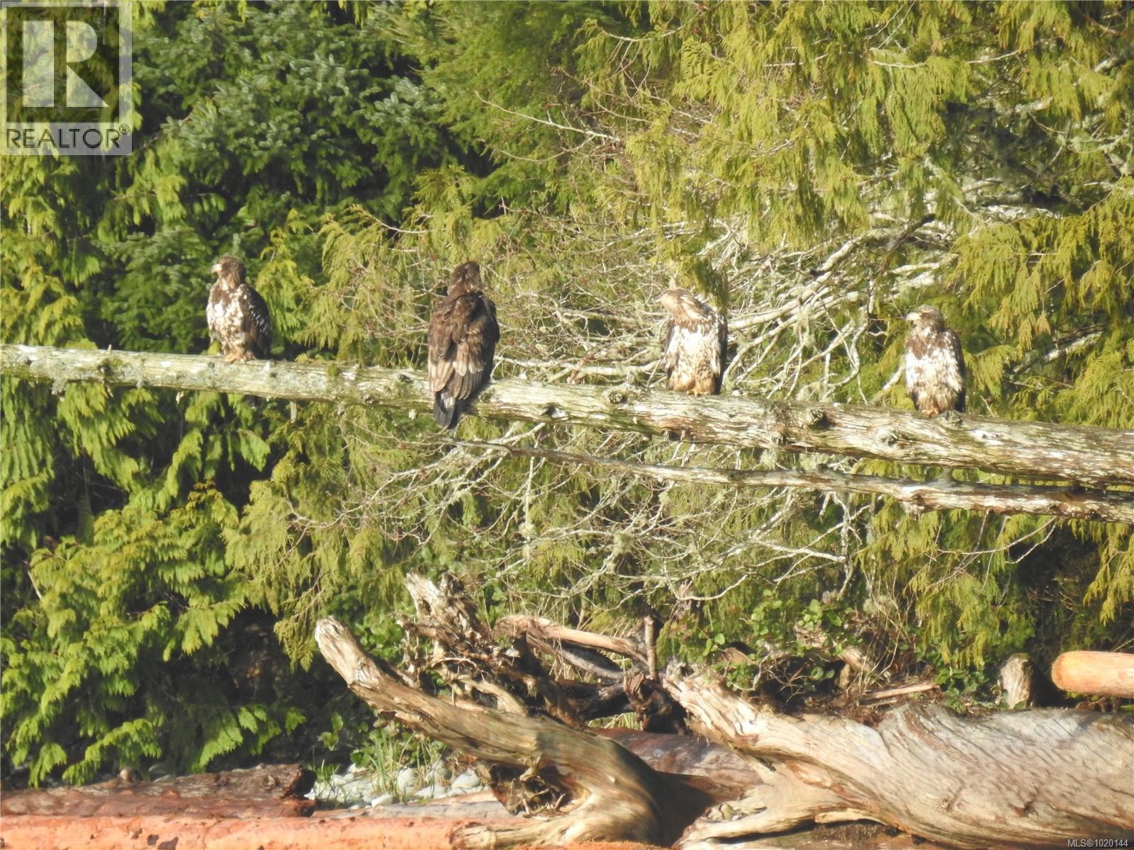 1049 Sixth Ave, Ucluelet, British Columbia  V0R 3A0 - Photo 58 - 1020144