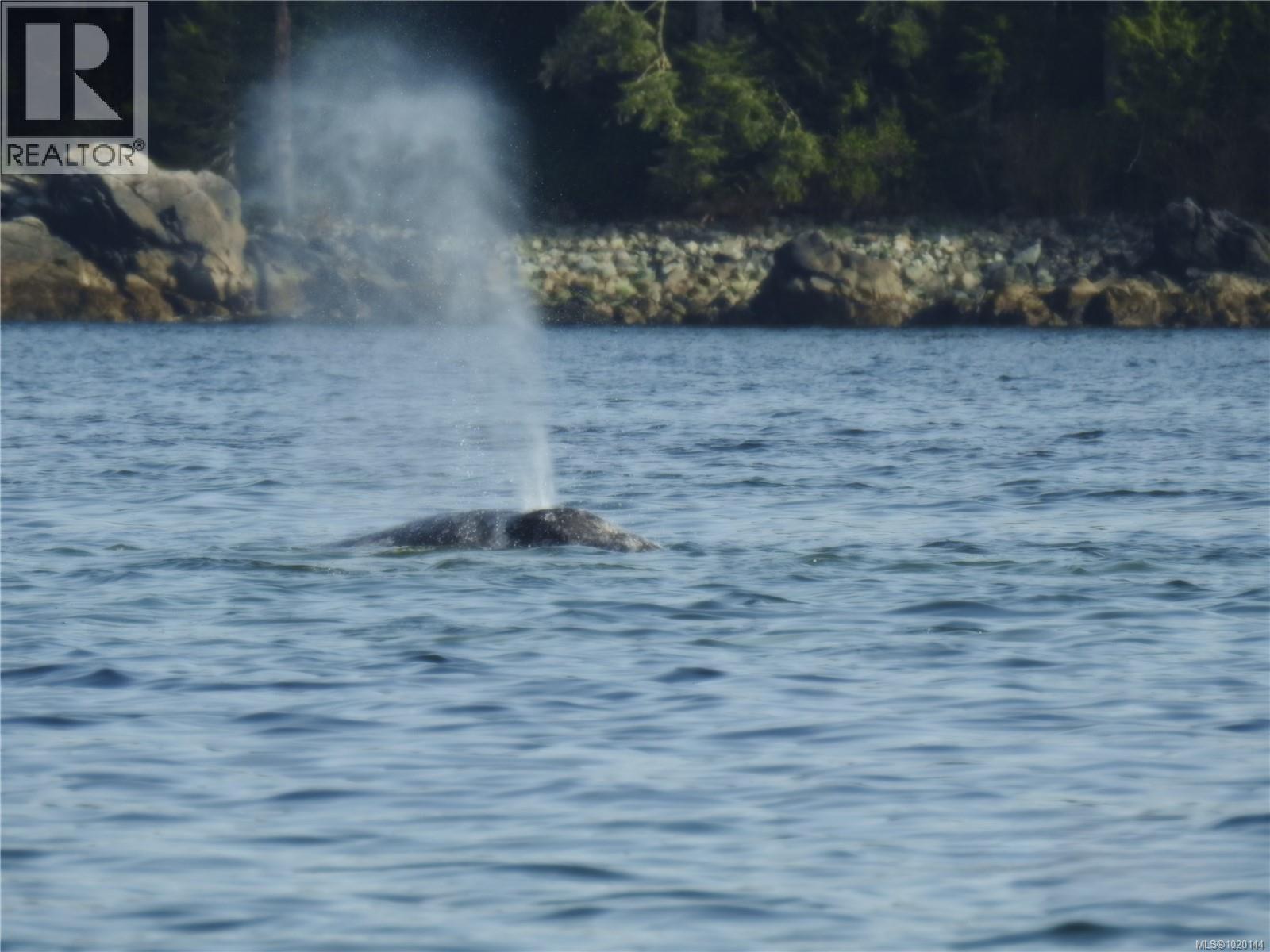 1049 Sixth Ave, Ucluelet, British Columbia  V0R 3A0 - Photo 59 - 1020144