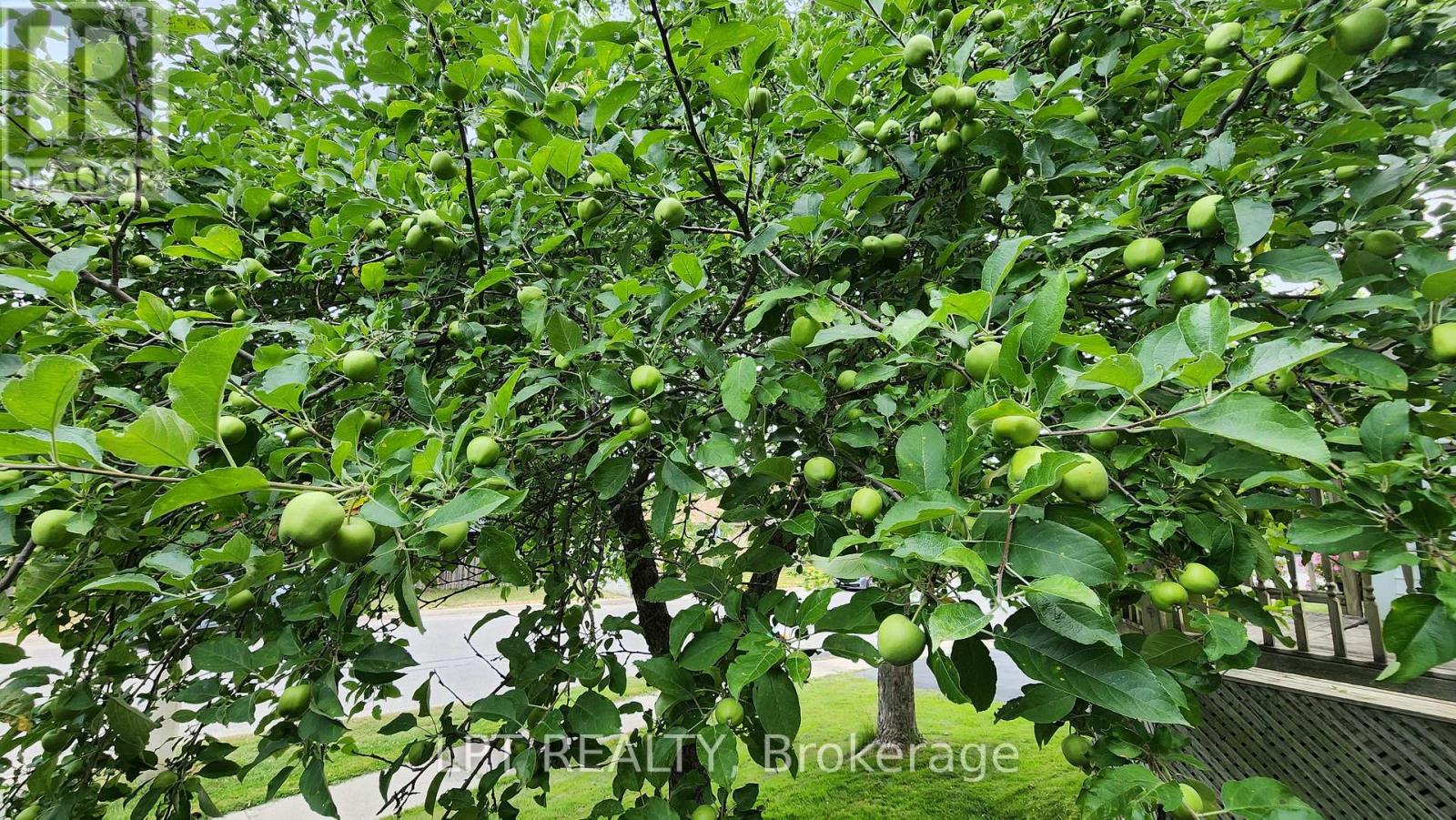 30 Mcconkey Place, Barrie, Ontario L4N 6H1 - Photo 26 - S12524870