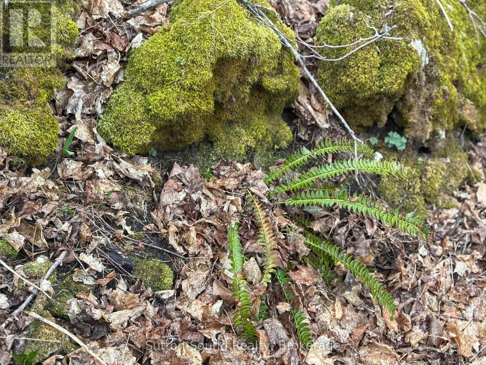 Pt Lt 9 Con 14 Ebr Pt 14 Concession, Northern Bruce Peninsula, Ontario N0H 1W0 - Photo 18 - X12439252