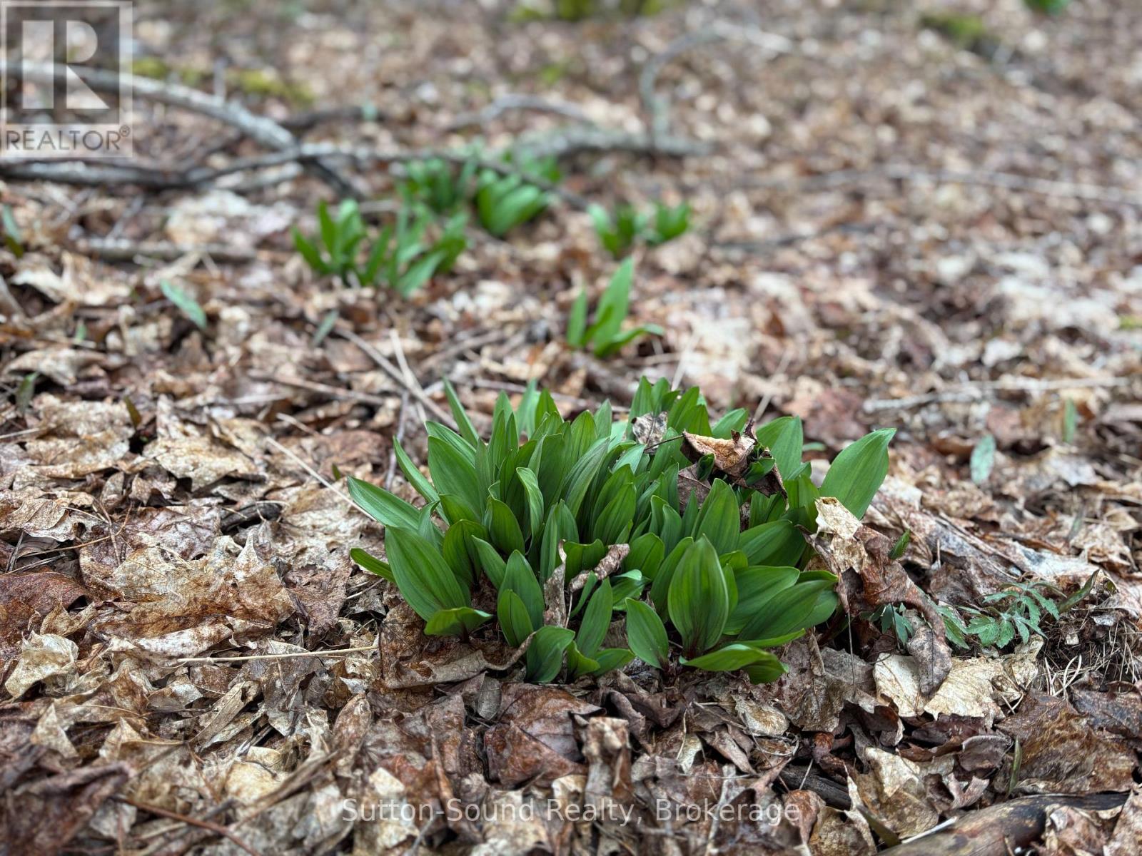 Pt Lt 9 Con 14 Ebr Pt 14 Concession, Northern Bruce Peninsula, Ontario N0H 1W0 - Photo 17 - X12439252