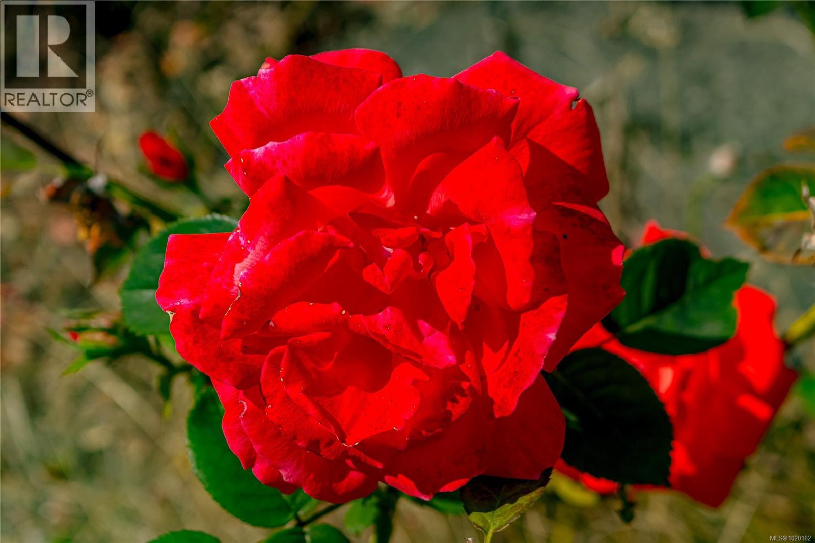 841/839 Princess Ave, Victoria, British Columbia  V8T 1K7 - Photo 14 - 1020162