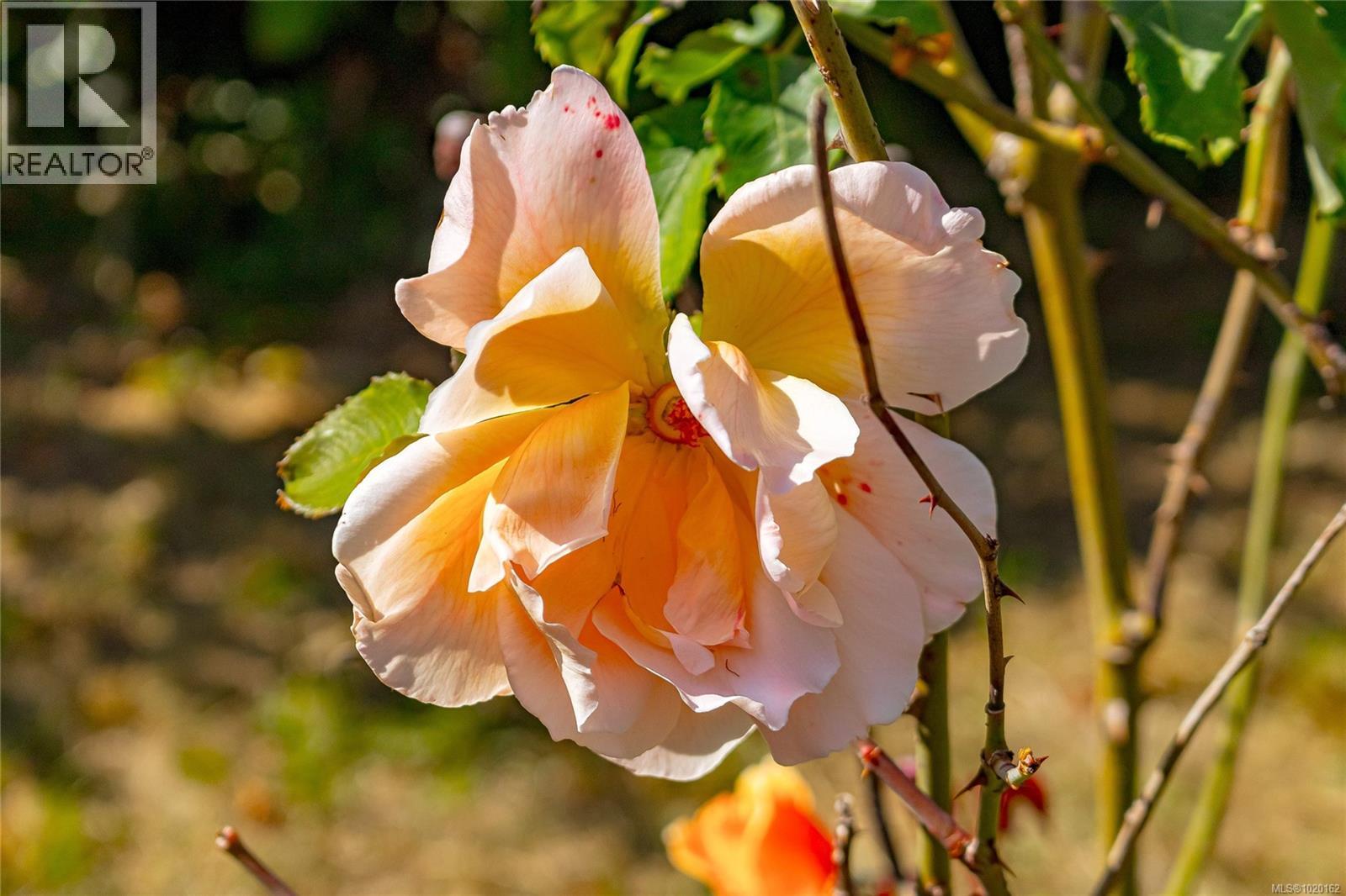 841/839 Princess Ave, Victoria, British Columbia  V8T 1K7 - Photo 15 - 1020162