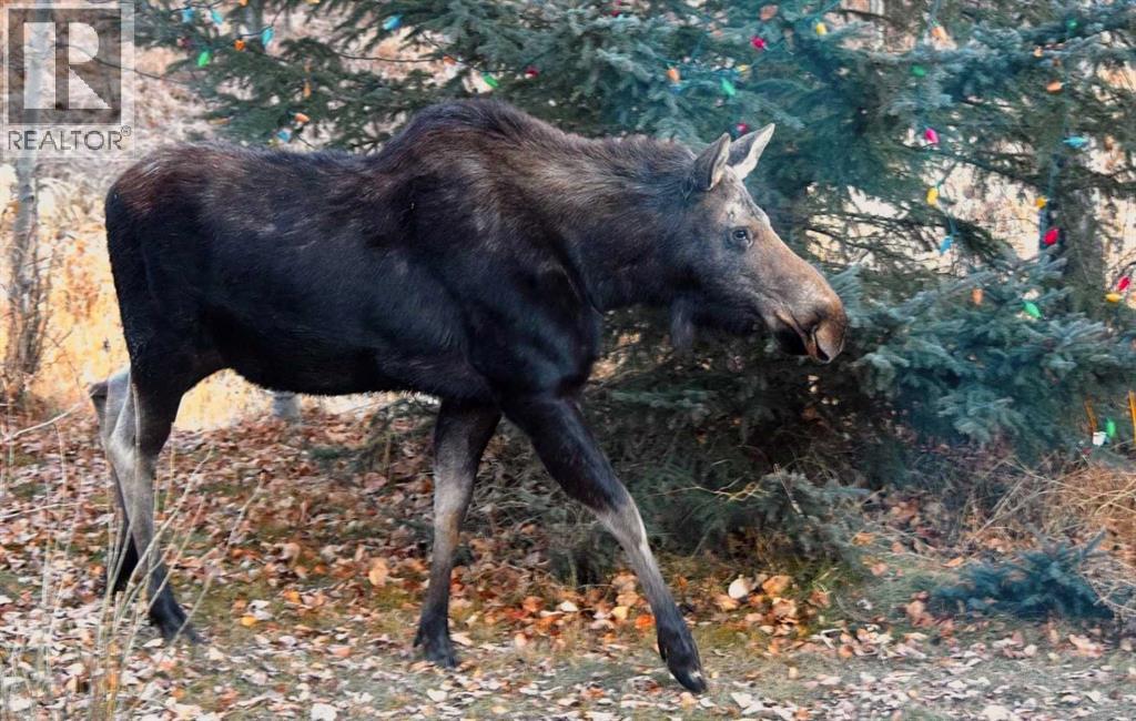 550 4 Avenue W, Sundre, Alberta  T0M 1X0 - Photo 45 - A2256456