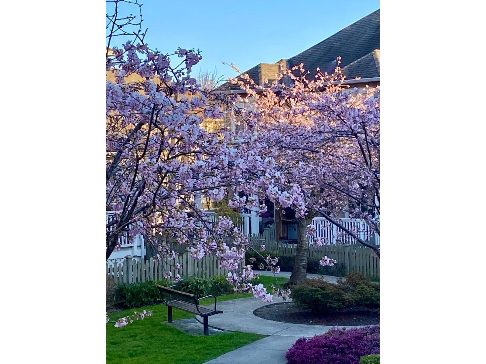 18 6852 193 Street, Surrey, British Columbia  V4N 0C8 - Photo 23 - R3064936