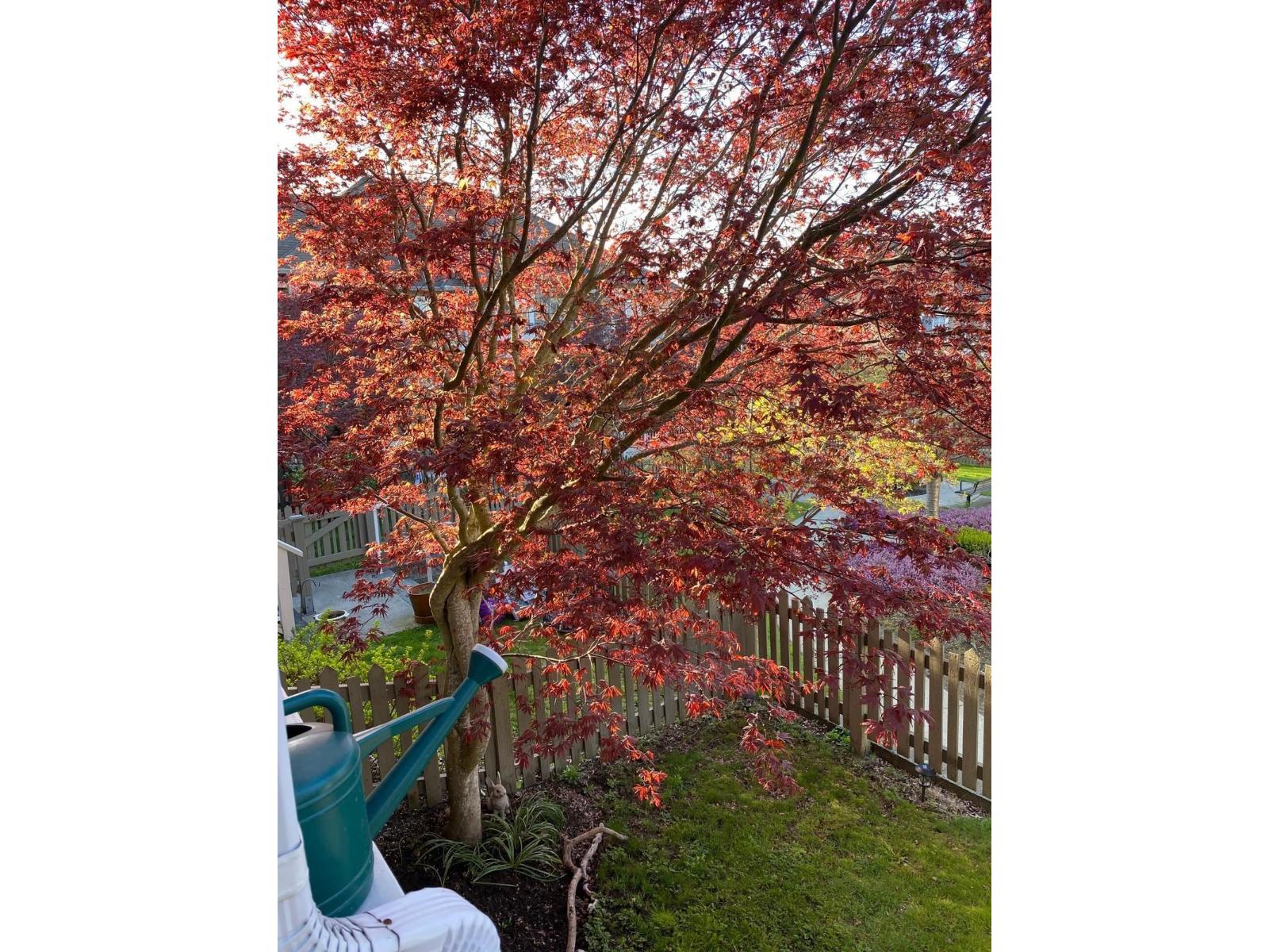 18 6852 193 Street, Surrey, British Columbia  V4N 0C8 - Photo 25 - R3064936