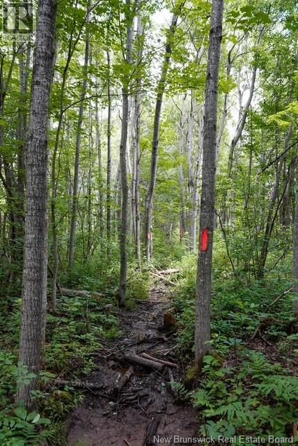 5716 Rte 495, Saint-Fabien, New Brunswick  E4S 2T2 - Photo 11 - NB129166