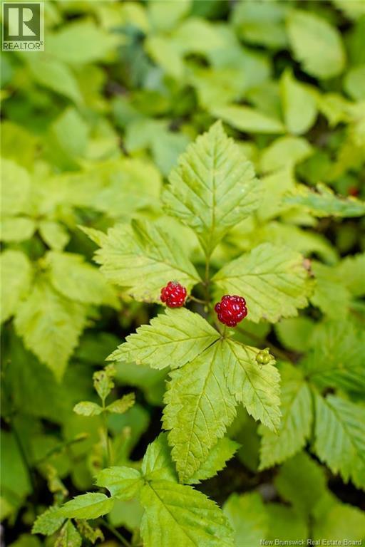 5716 Rte 495, Saint-Fabien, New Brunswick  E4S 2T2 - Photo 14 - NB129166